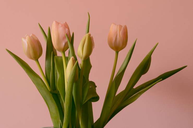 Justin Bieber collected all the tulips in the city